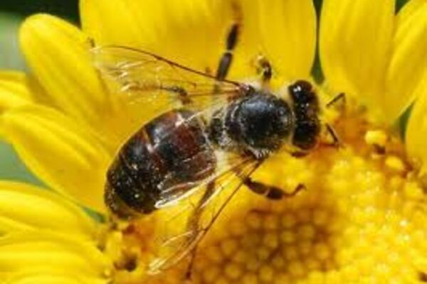 Bee brains outsmart computers