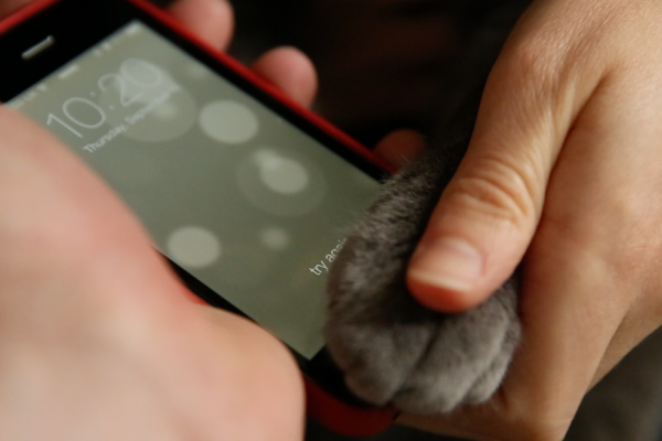 iPhone 5S fingerprint scanner easily registers cat's paw