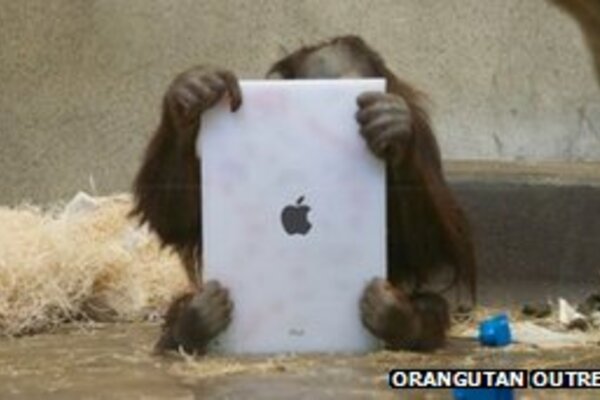 Orangutans learning to use iPads 