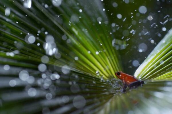 BBC tests Planet Earth II in 4K, HDR on iPlayer